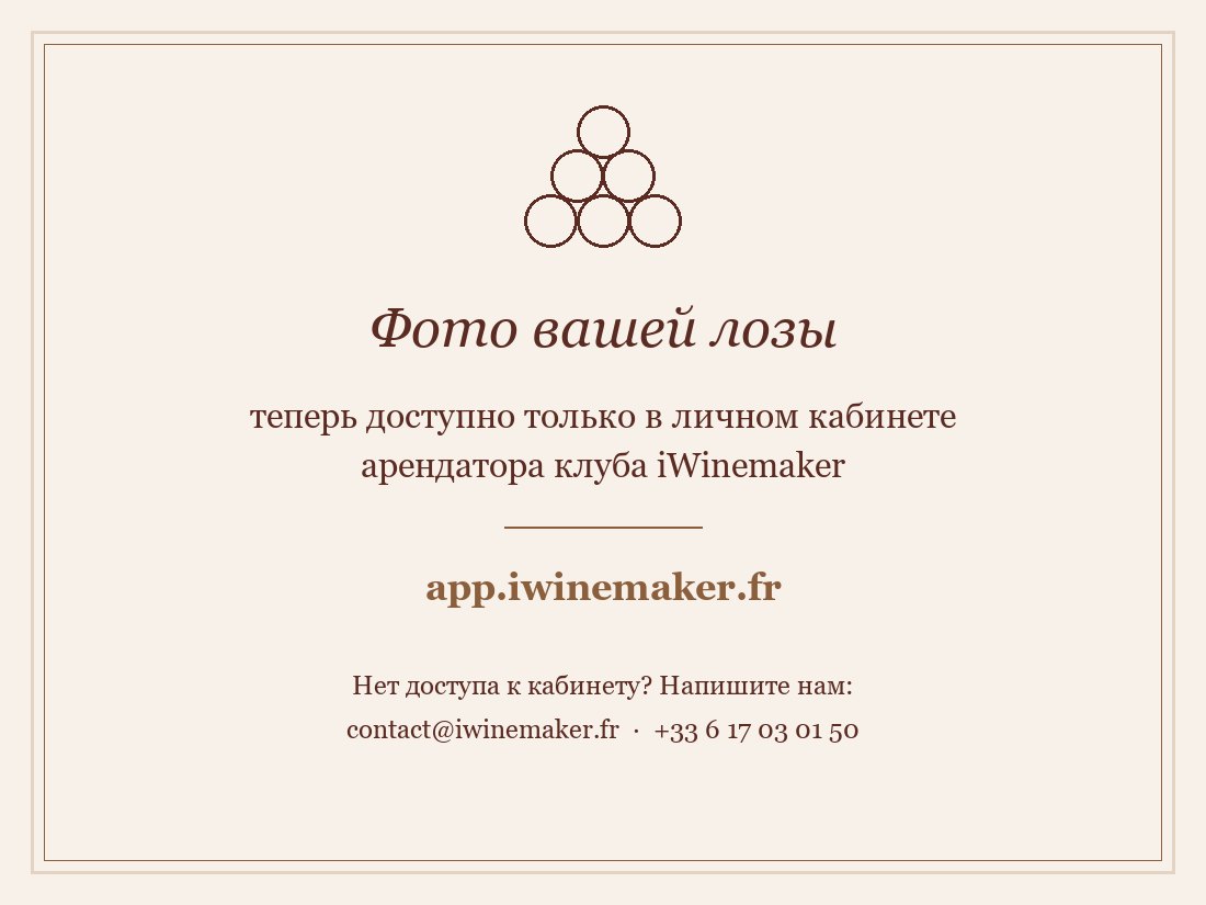 Виноградник на урожай